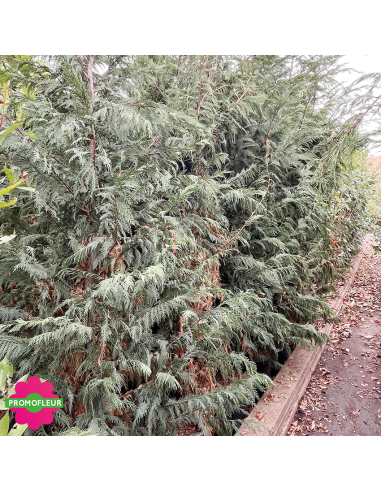 Cyprès de Leyland Hauteur 200/250 cm - Promofleur