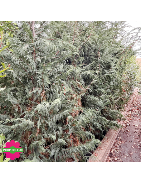 Cyprès de Leyland Hauteur 200/250 cm - Promofleur