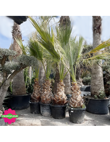 Palmier Washingtonia Filifera Hauteur 250/300 cm - Stipe 90 cm - Promofleur