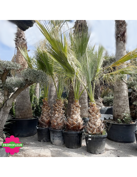 Palmier Washingtonia Filifera Hauteur 250/300 cm - Stipe 90 cm - Promofleur