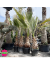 Palmier Washingtonia Filifera Hauteur 250/300 cm - Stipe 90 cm - Promofleur