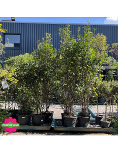 Gros plan Photinia Red Robin - Promofleur Persan 2