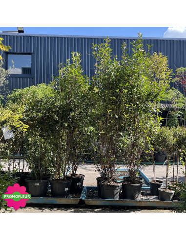 PROMO Photinia Red Robin Hauteur 175/200 cm - Promofleur