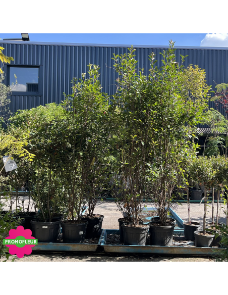 PROMO Photinia Red Robin Hauteur 175/200 cm - Promofleur