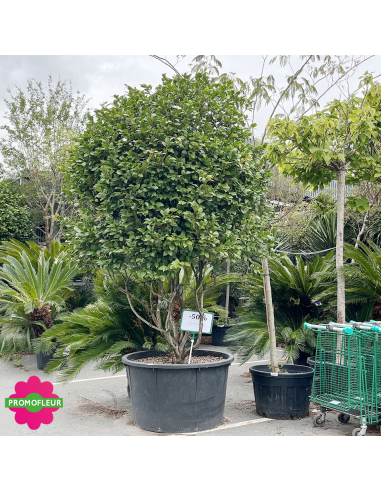 Camélia Japonica Rouge Hauteur 300+ cm