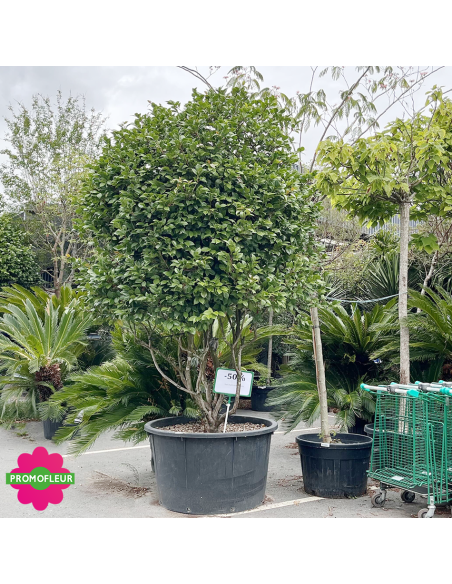 Camélia Japonica Rouge Hauteur 300+ cm