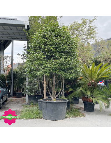 Camélia Japonica Rouge Hauteur 300+ cm