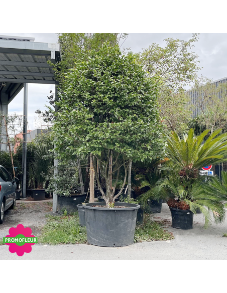 Camélia Japonica Rouge Hauteur 300+ cm