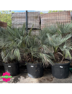 Palmier Humilis Multi-troncs Cecifera - Hauteur totale 170/180 cm avec le pot - PROMOFLEUR