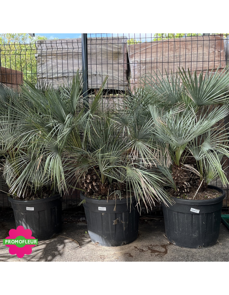 Palmier Humilis Multi-troncs Cecifera - Hauteur totale 170/180 cm avec le pot - PROMOFLEUR