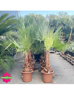 Emplacement Palmiers Washingtonia Filifera Stipe 50 cm Hauteur 140 cm - Promofleur