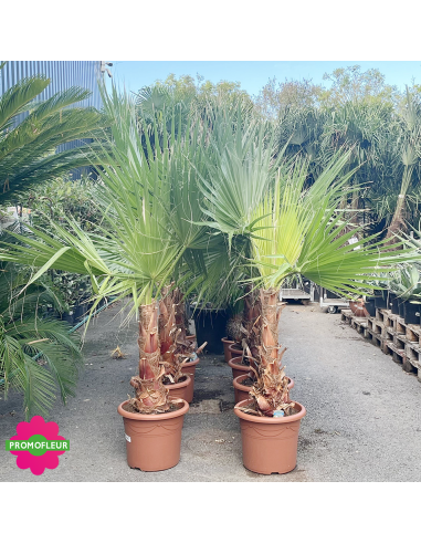 Emplacement Palmiers Washingtonia Filifera Stipe 50 cm Hauteur 140 cm - Promofleur