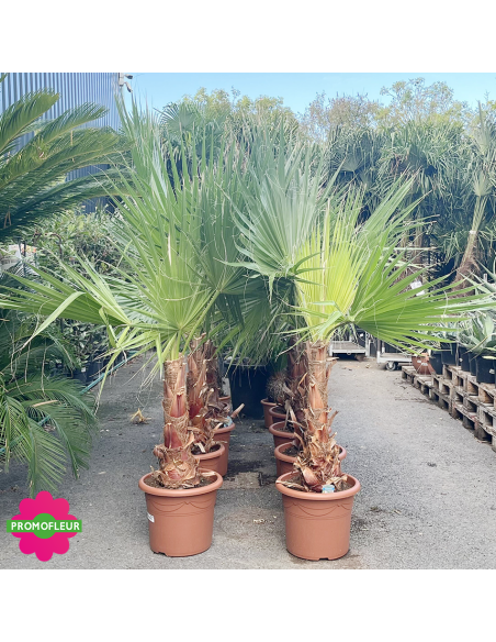Emplacement Palmiers Washingtonia Filifera Stipe 50 cm Hauteur 140 cm - Promofleur