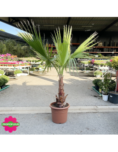 Emplacement Palmiers Washingtonia Filifera Stipe 50 cm Hauteur 140 cm - Promofleur 2