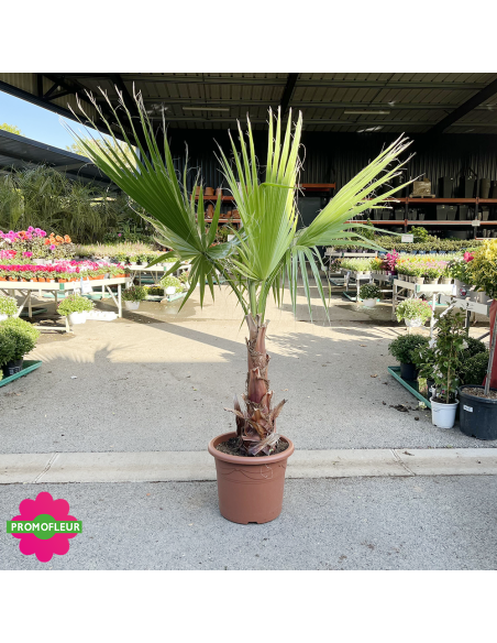 Palmier Washingtonia Filifera Stipe 50 cm Hauteur 140 cm - Promofleur