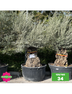 Parc d'oliviers centenaires 120/160 ans - Promofleur Champagne-sur-Oise (1)