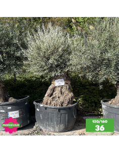 Parc d'oliviers centenaires 120/160 ans - Promofleur Champagne-sur-Oise (1)