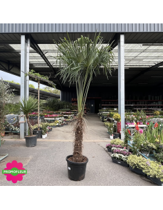 Palmier Trachycarpus Fortunei H.200/240 cm Stipe 80/100 cm