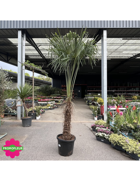 Palmier Trachycarpus Fortunei H.200/240 cm Stipe 80/100 cm