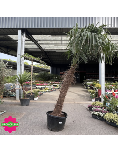 Palmier Trachycarpus Fortunei H.250/300 cm Stipe 160+ cm - Promofleur