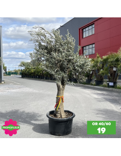 Parc d'oliviers 40 - 60 ans ramifiés Hauteur 200 cm - Promofleur