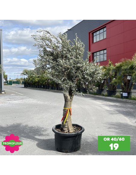 Olivier 40 - 60 ans ramifié Hauteur 175/200 cm - Promofleur (OR-40/60 - 19)