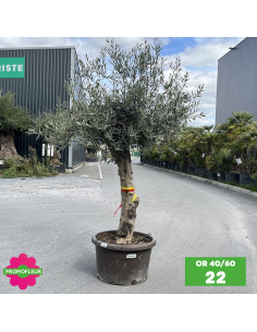 Parc d'oliviers 40 - 60 ans ramifiés Hauteur 200 cm - Promofleur