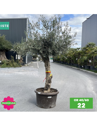 Olivier 40 - 60 ans ramifié Hauteur 175/200 cm - Promofleur (OR-40/60 - 22)