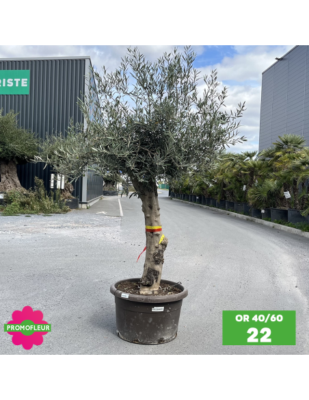Olivier 40 - 60 ans ramifié Hauteur 175/200 cm - Promofleur (OR-40/60 - 22)