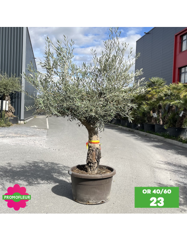 Olivier 40 - 60 ans ramifié Hauteur 175/200 cm - Promofleur (OR-40/60 - 23)