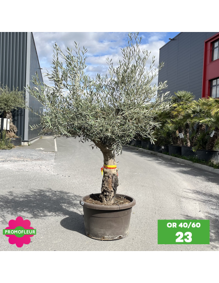 Olivier 40 - 60 ans ramifié Hauteur 175/200 cm - Promofleur (OR-40/60 - 23)