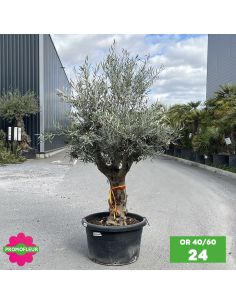 Parc d'oliviers 40 - 60 ans ramifiés Hauteur 200 cm - Promofleur