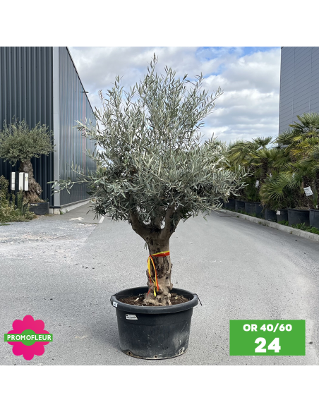 Olivier 40 - 60 ans ramifié Hauteur 175/200 cm - Promofleur (OR-40/60 - 24)