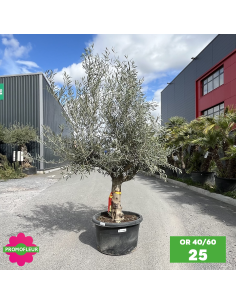 Parc d'oliviers 40 - 60 ans ramifiés Hauteur 200 cm - Promofleur