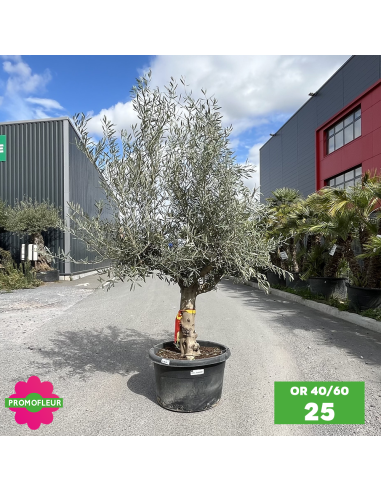 Olivier 40 - 60 ans ramifié Hauteur 175/200 cm - Promofleur (OR-40/60 - 25)