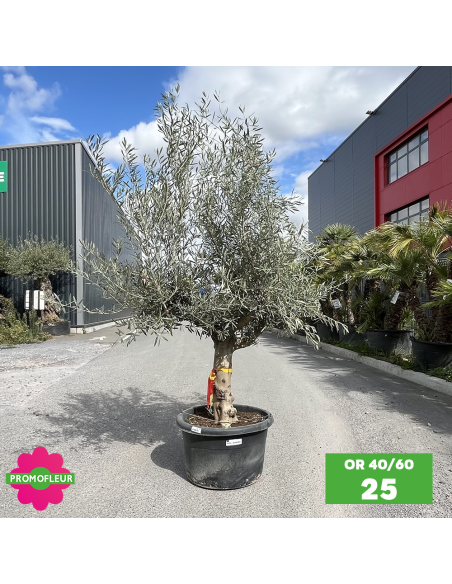 Olivier 40 - 60 ans ramifié Hauteur 175/200 cm - Promofleur (OR-40/60 - 25)