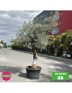 Parc d'oliviers 40 - 60 ans ramifiés Hauteur 200 cm - Promofleur