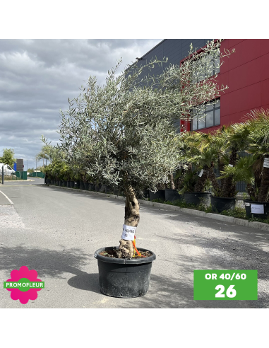 Olivier 40 - 60 ans ramifié Hauteur 175/200 cm - Promofleur (OR-40/60 - 26)