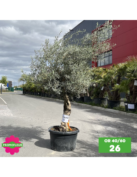 Olivier 40 - 60 ans ramifié Hauteur 175/200 cm - Promofleur (OR-40/60 - 26)