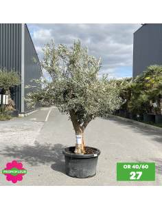 Parc d'oliviers 40 - 60 ans ramifiés Hauteur 200 cm - Promofleur