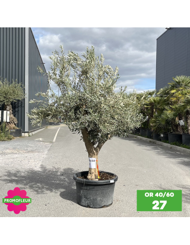 Olivier 40 - 60 ans ramifié Hauteur 175/200 cm - Promofleur (OR-40/60 - 27)