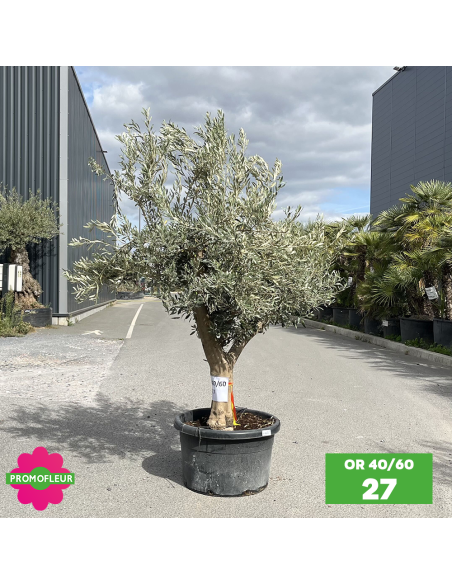 Olivier 40 - 60 ans ramifié Hauteur 175/200 cm - Promofleur (OR-40/60 - 27)