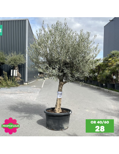 Parc d'oliviers 40 - 60 ans ramifiés Hauteur 200 cm - Promofleur