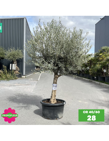 Olivier 40 - 60 ans ramifié Hauteur 175/200 cm - Promofleur (OR-40/60 - 28)