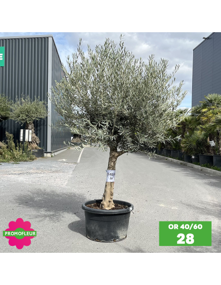 Olivier 40 - 60 ans ramifié Hauteur 175/200 cm - Promofleur (OR-40/60 - 28)