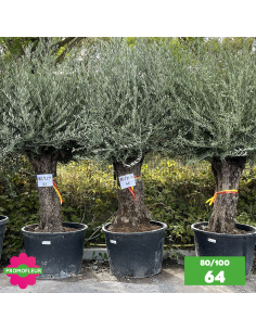 Parc d'Oliviers 80 - 100 ans - Promofleur Champagne-sur-Oise