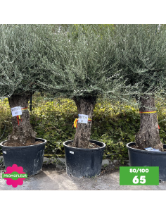 Parc d'Oliviers 80 - 100 ans - Promofleur Champagne-sur-Oise