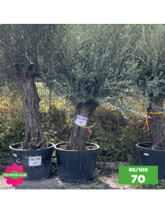 Parc d'Oliviers 80 - 100 ans - Promofleur Champagne-sur-Oise