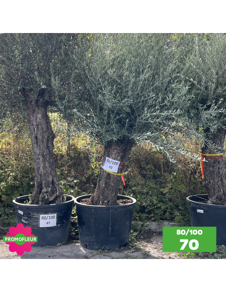 Olivier Centenaire 80 - 100 ans - Promofleur - Choix 70