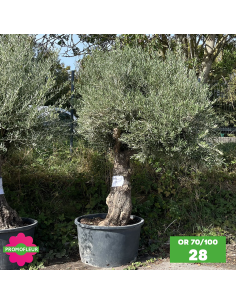 Parc d'oliviers 70 - 100 ans ramifiés Hauteur 200 cm - Promofleur